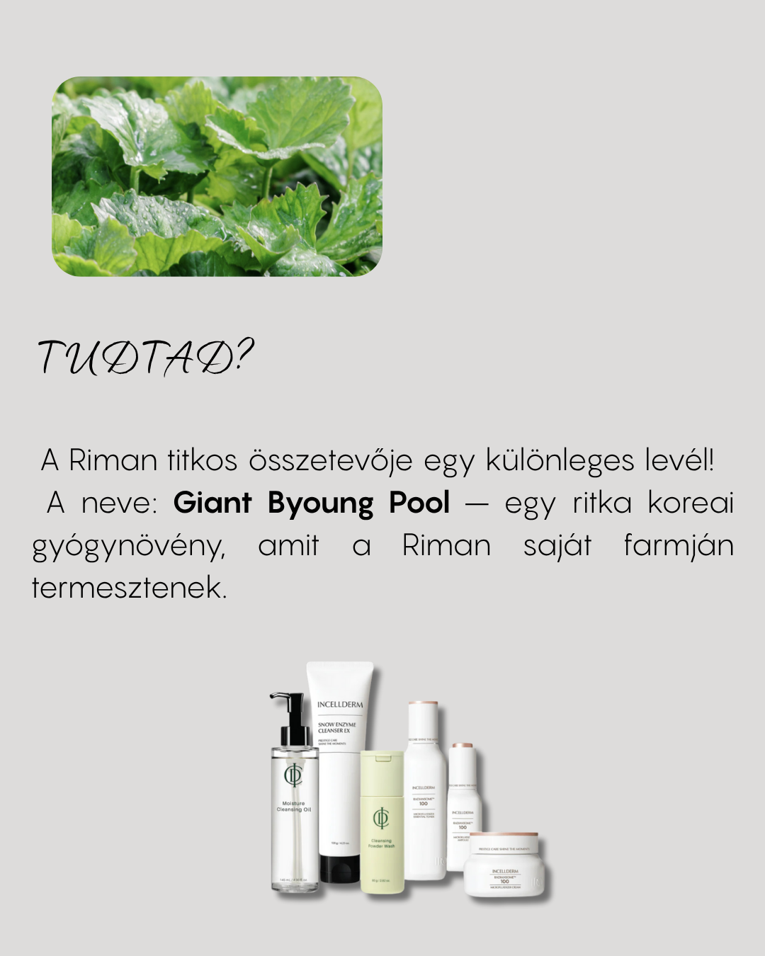 Giant Byoung Pool — RIMAN titkos összetévője